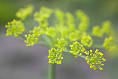 带有弥散背景的花园里的茴香图片