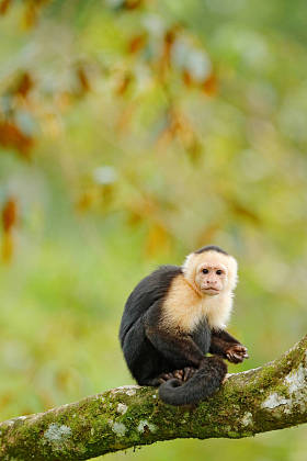 哥斯达黎加的野生动物。在中美洲旅游假期。白色为首的卷尾, 黑色的猴子坐在树枝在黑暗的热带森林. 