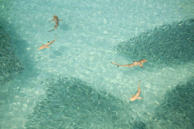 小黑尖鯊魚在太平洋清澈的水域