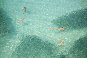 小黑尖鲨鱼在太平洋清澈的水域