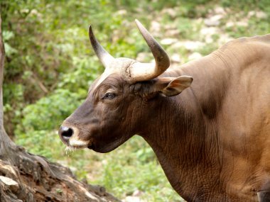 動(dòng)物園里的動(dòng)物照片