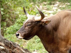 动物园里的动物照片