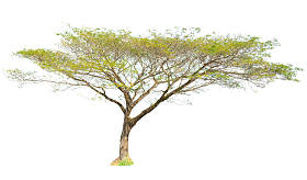 白色背景下的隔离树图片