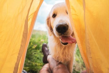 旅行者在帳篷與滑稽金黃獵犬狗的被裁剪的看法