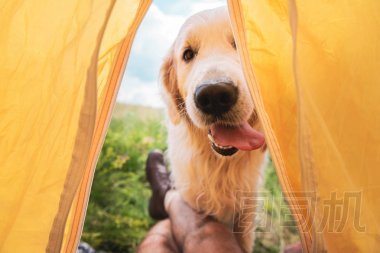 旅行者在帳篷與滑稽金黃獵犬狗的被裁剪的看法
