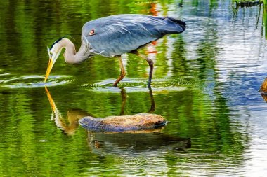大藍鷺Ardea herodias池塘Vanier公園溫哥華不列顛哥倫比亞省加拿大太平洋西北