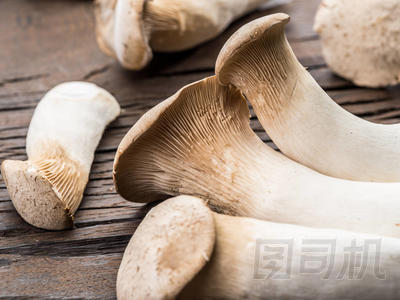 木質(zhì)牡蠣蘑菇