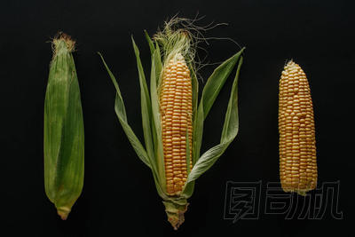 平躺與安排新鮮成熟玉米棒子在黑色隔離