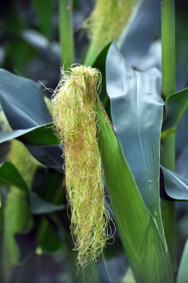 幼玉米穗在形成階段的柱頭