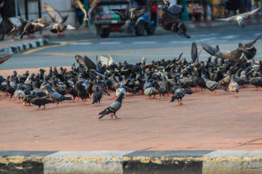 泰國(guó)曼谷步行街上的一群鴿子。模糊群鴿子爭(zhēng)奪食物, 許多在泰國(guó)寺廟附近的斗爭(zhēng)鴿子。選擇性聚焦