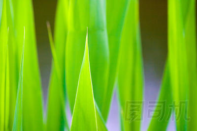 綠色的植物圖片