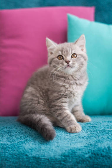 蘇格蘭小貓擺照片