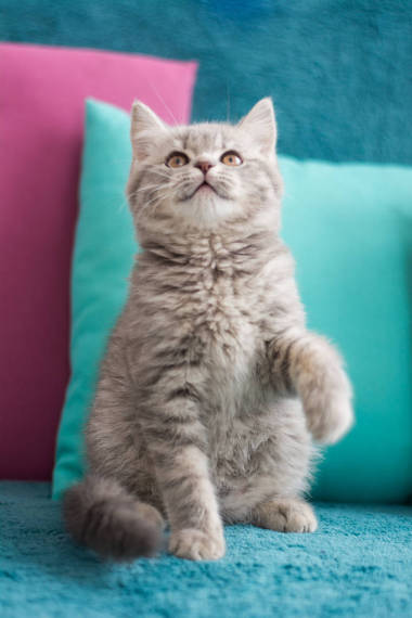 蘇格蘭小貓擺照片圖片