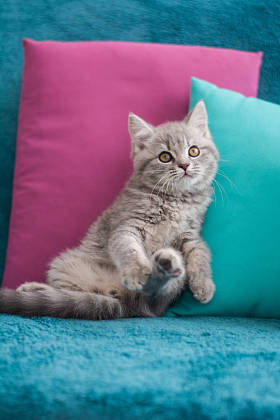 苏格兰小猫摆照片图片