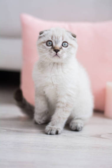 苏格兰小猫摆照片