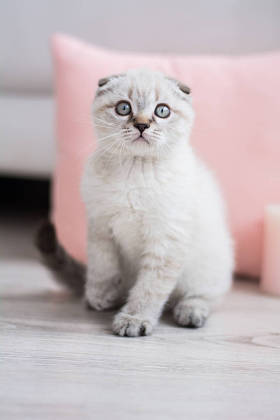 苏格兰小猫摆照片