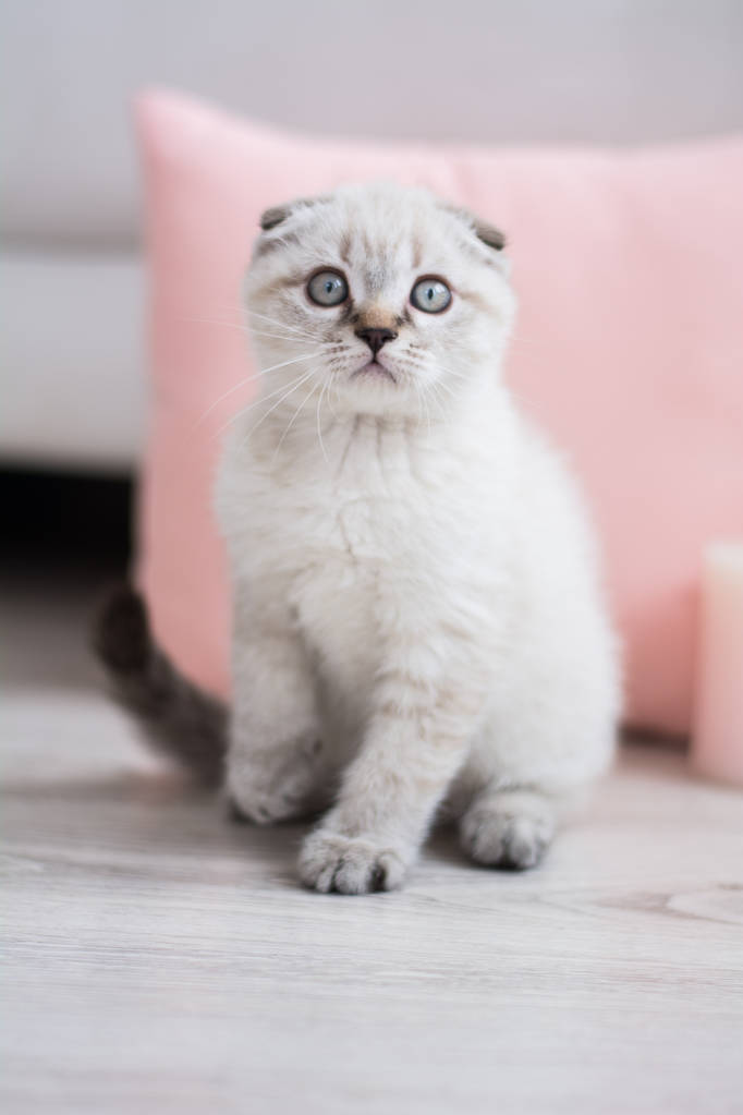苏格兰小猫摆照片