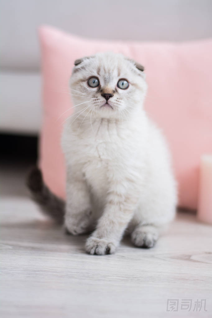 蘇格蘭小貓擺照片