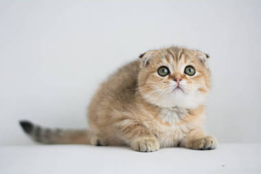 苏格兰小猫摆照片照片