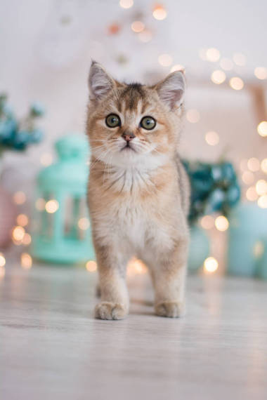 苏格兰小猫摆照片图片