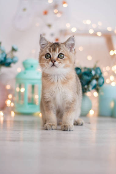 蘇格蘭小貓擺照片