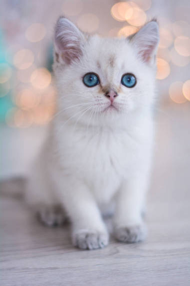 苏格兰小猫摆照片图片