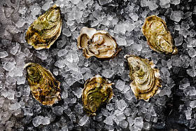 在黑暗的背景冰上打开新鲜牡蛎