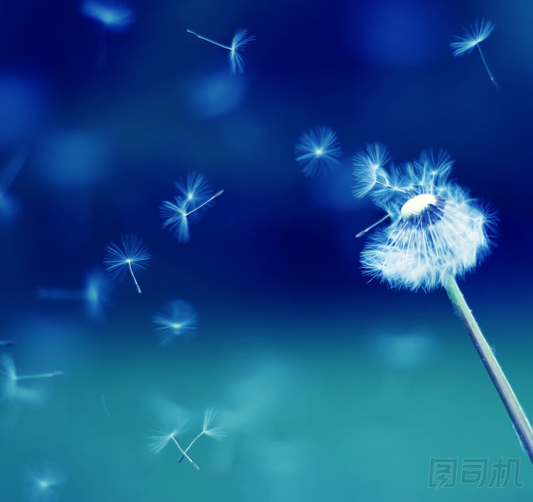 蒲公英的降落傘