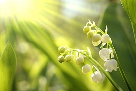 山谷里的莉莉图片
