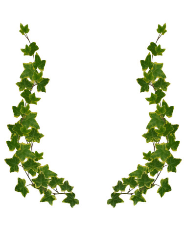 孤立的常春藤 border 元素