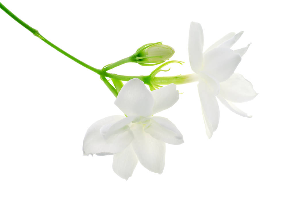 白茉莉花分离白色背景