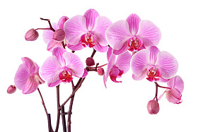 紫色兰花花