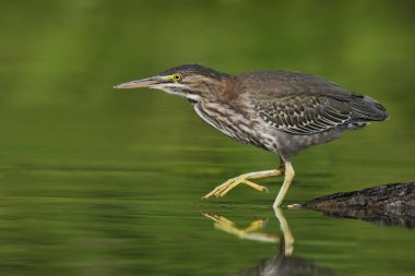 幼绿鹭 (Butorides 绿) 在浅水的河流中跟踪猎物-加拿大安大略