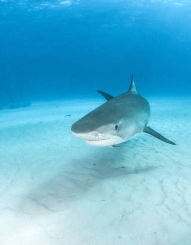 图片显示在巴哈马的虎鲨图片
