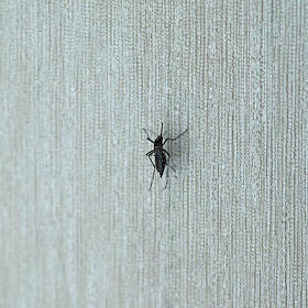 虎蚊 (家庭蚊科蚊蝇) 室内墙上的昆虫动物