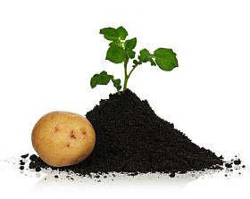 马铃薯在土壤中图片
