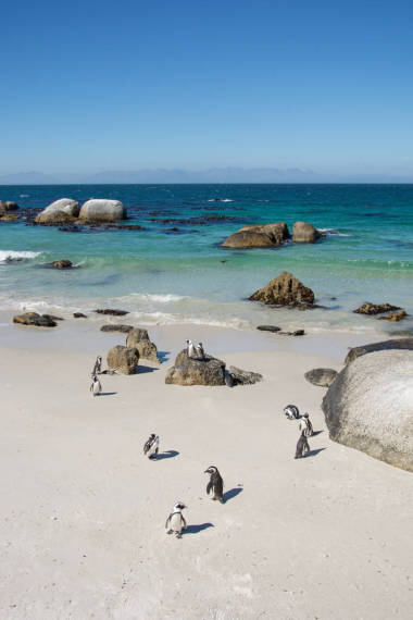 巨石企鵝殖民地在西蒙斯敦, 南非