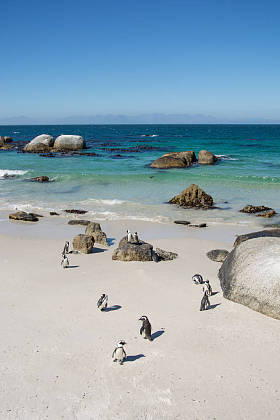 巨石企鹅殖民地在西蒙斯敦, 南非