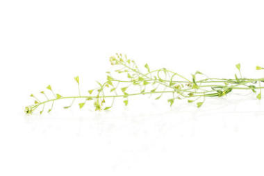 集團三整個新鮮的綠色植物牧羊人錢包束雜草孤立在白色