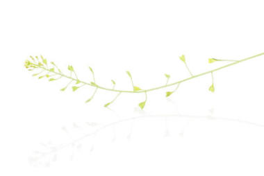 新鲜绿色植物被隔绝在白色图片