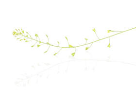 新鲜绿色植物被隔绝在白色图片