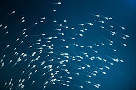 精子接近卵细胞卵子自然施肥-特写视图。概念, 新生活的开始。3d 插图