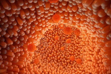 3d. 圖示小腸絨毛。腸道襯里。顯微毛細血管。人類腸道。健康的或病態(tài)的腸道的概念。病毒, 細菌, 細胞感染機體, 免疫力降低