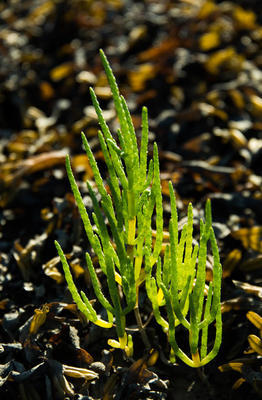野生海蓬子或 Glasswort (海蓬子橄欖), 威爾士, 英國