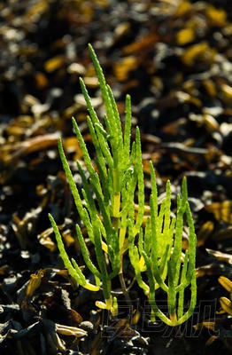 野生海蓬子或 Glasswort (海蓬子橄欖), 威爾士, 英國(guó)