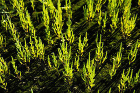 野生海蓬子或 Glasswort (海蓬子橄榄), 威尔士, 英国