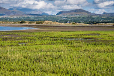 野生海蓬子或 Glasswort (海蓬子橄榄), 威尔士, 英国