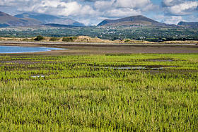 野生海蓬子或 Glasswort (海蓬子橄榄), 威尔士, 英国