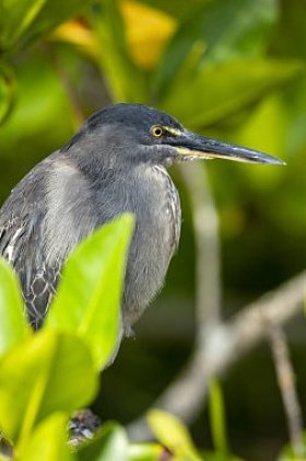 厄瓜多尔加拉帕戈斯群岛的熔岩鹭或加拉帕戈斯鹭 (Butorides sundevalli)