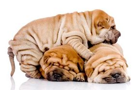三个 shar pei 宝贝狗